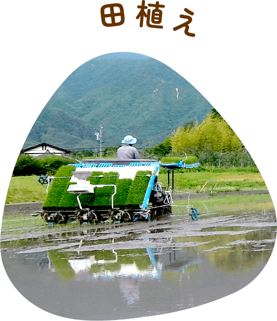 田植え