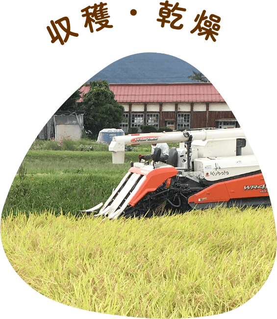 収穫・乾燥